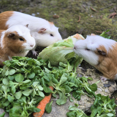 Die Meerschweinchengruppe